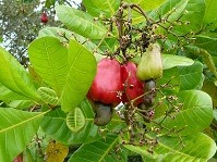 a lush green tree with cashew fruit