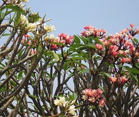 a tropical treetop with pink flowers