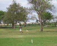a little goat runs after a man on a golf course