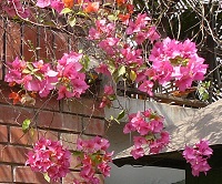a vine of bright pink flowers grows down a red brick wall